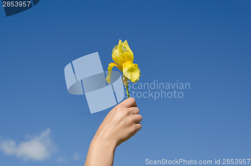 Image of hand hold yellow iris flower bloom on blue sky 