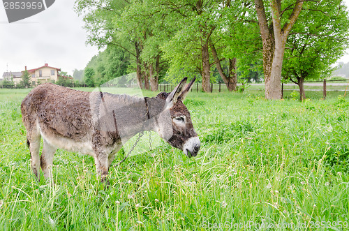 Image of Cute wet donkey animal graze in pasture grass 