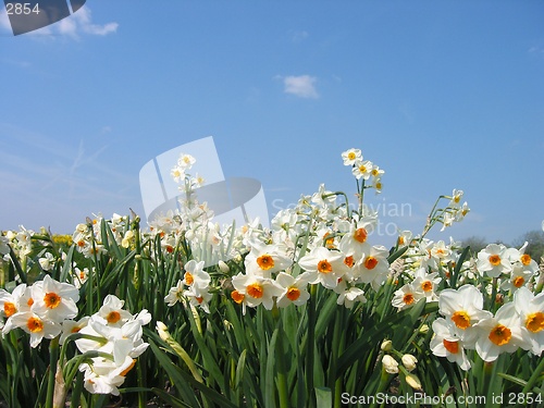 Image of Daffodils-springflowers