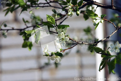 Image of plum-tree blossom