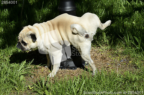 Image of purebred pug pees on a pillar