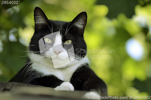 Image of cat on the roof  look at camera