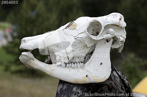 Image of cow skull on a pole outdoors