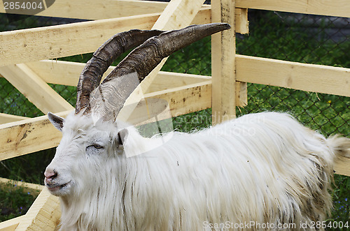 Image of goat in a wooden pen