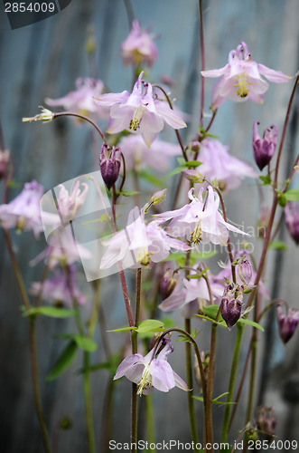 Image of flowers bluebells on blue background