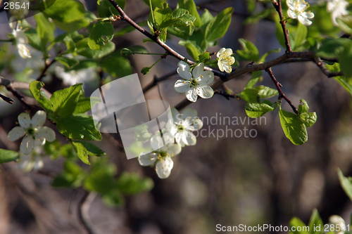 Image of plum-tree blossom