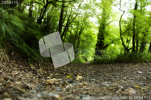 Image of Forest Path