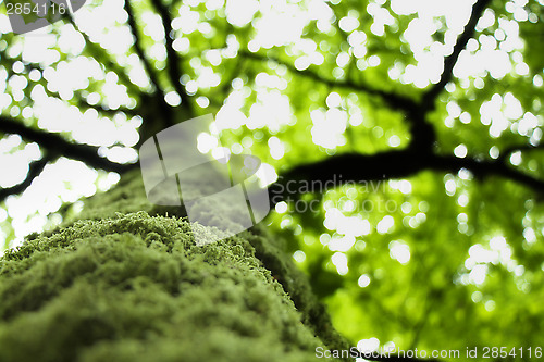 Image of Green Tree