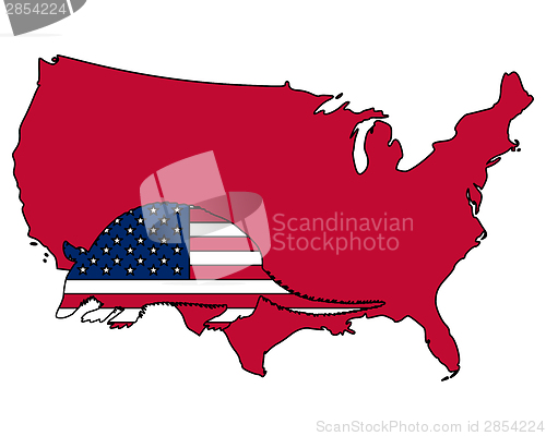 Image of Armadillo United States of America