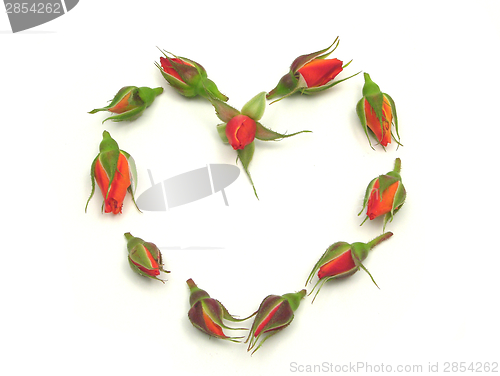 Image of Rose buds arranged as heart  on white