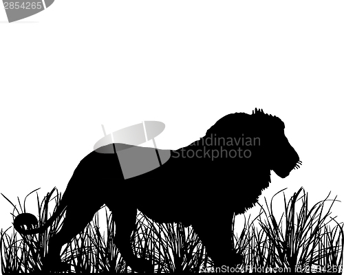 Image of Lion in savanna