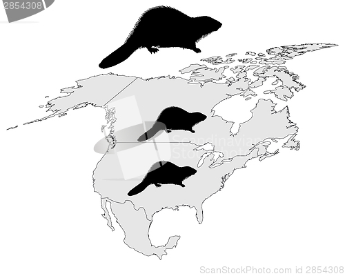 Image of Distribution of canadian beaver 