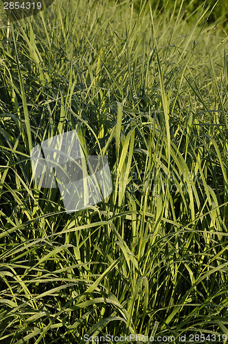 Image of Tall wheatgrass (Agropyron, elongatum)