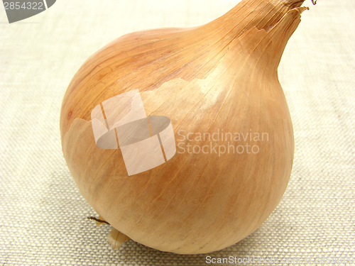 Image of One onion arranged on a beige linen cloth