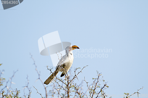 Image of Southern Yellow-Billed Hornbill