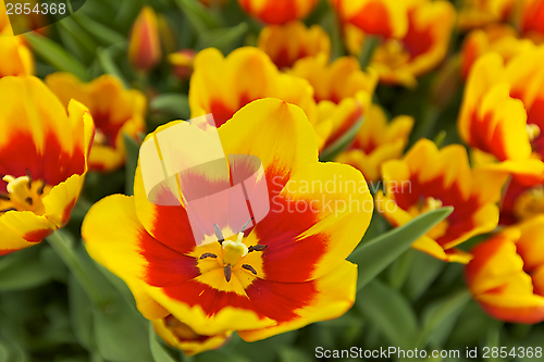 Image of Tulips Flowers