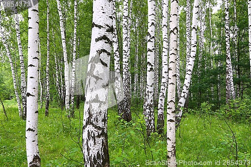 Image of Beautiful birch trees