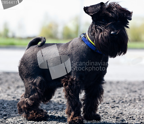 Image of Miniature schnauzer