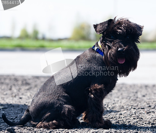 Image of Miniature schnauzer