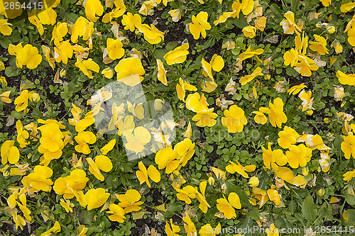 Image of Yellow Flowers