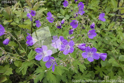 Image of Purple Flowers
