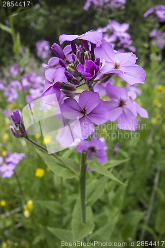 Image of Purple Flowers