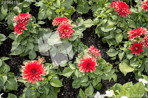 Image of Red Flowers