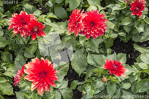 Image of Red Flowers