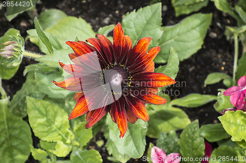 Image of Red Flowers