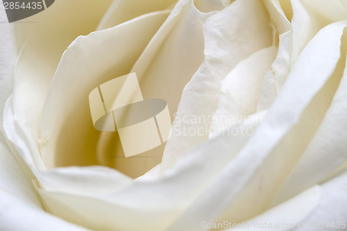 Image of white rose