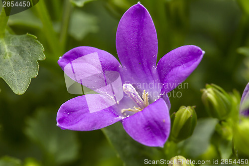 Image of Purple wildflowe