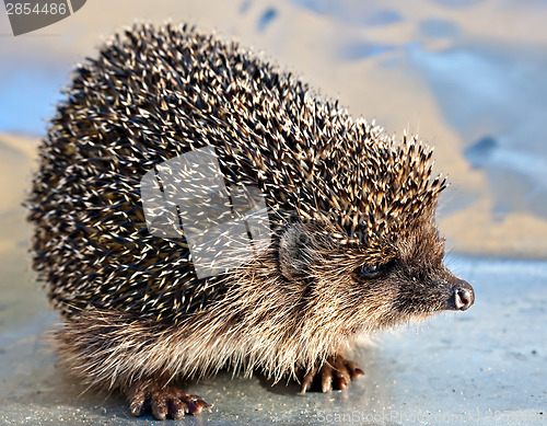 Image of European common hedgehog