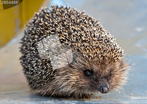 Image of European common hedgehog