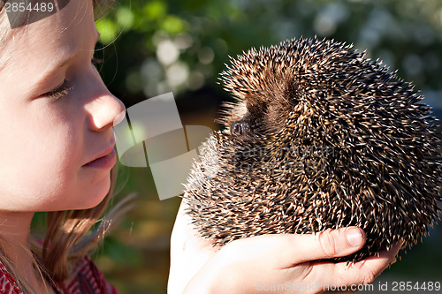 Image of little girl with cute European hedgehog 