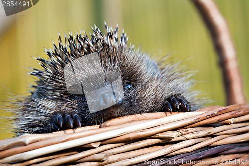 Image of European hedgehog in basket