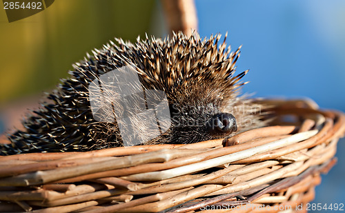 Image of European hedgehog in basket