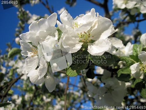 Image of apple blossom flowers