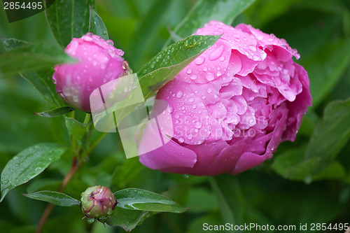 Image of peony