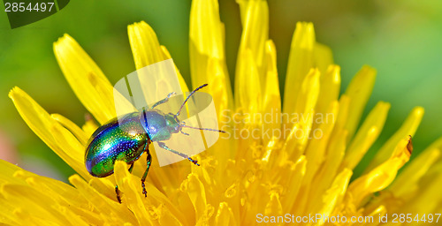 Image of  Protaetia aeruginosa isolated