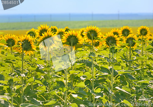 Image of Field of Sunflower