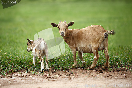 Image of Portrait of african goats