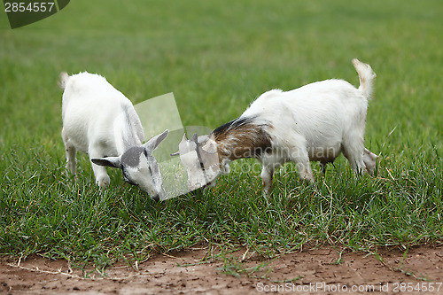 Image of Portrait of african goats