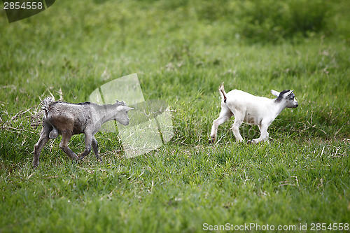 Image of Young african goats running across the meadow