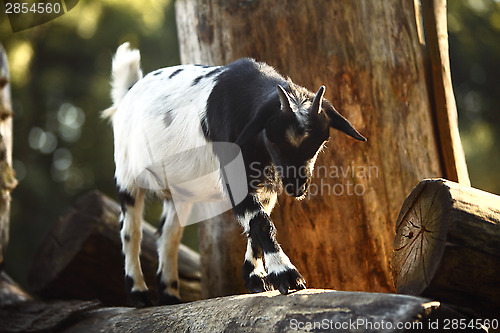 Image of Colorful Dutch goat