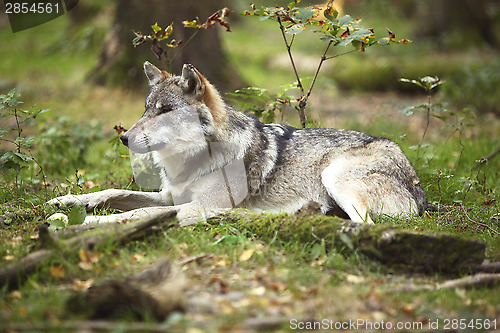 Image of Grey wolf