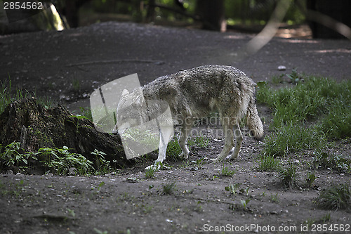 Image of Grey wolf