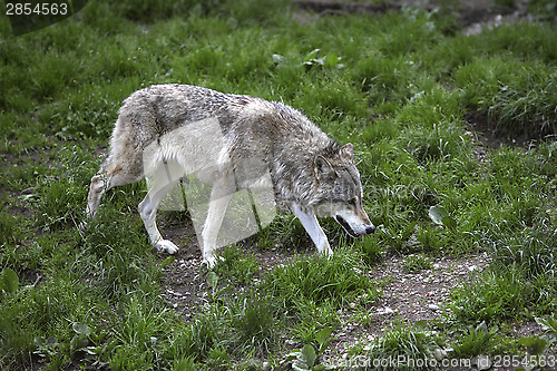 Image of Grey wolf