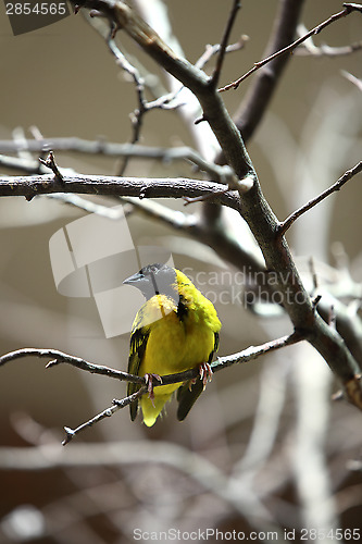 Image of Green sparrow