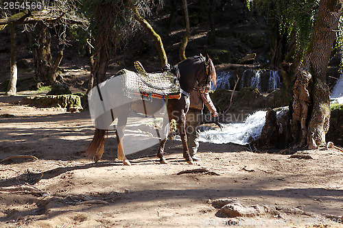 Image of Horse riding at the waterfalls in Vittel Morocco