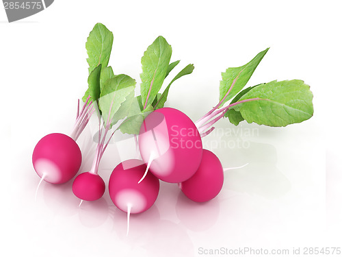 Image of Small garden radish